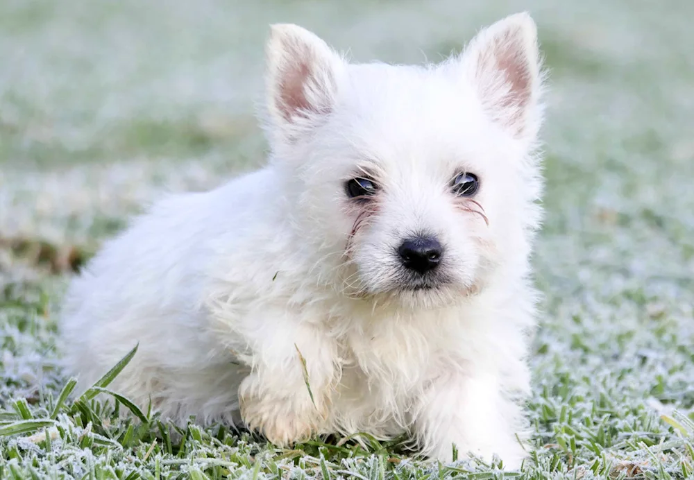 White Terrier West Highland