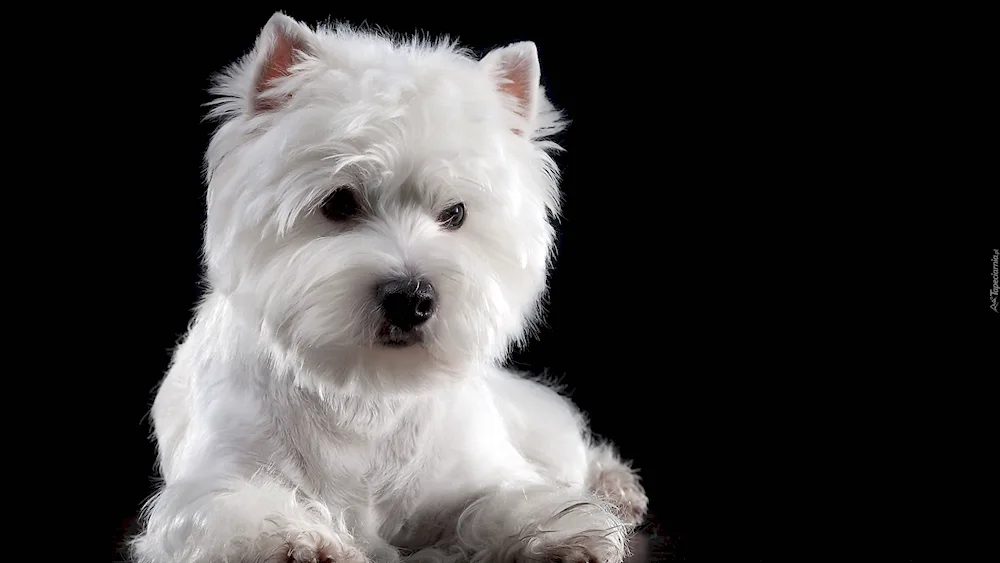 White Terrier West Highland