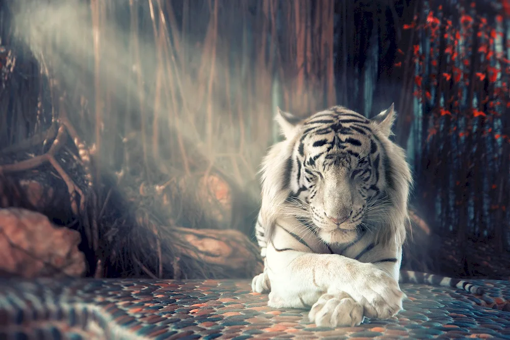 Beautiful tiger