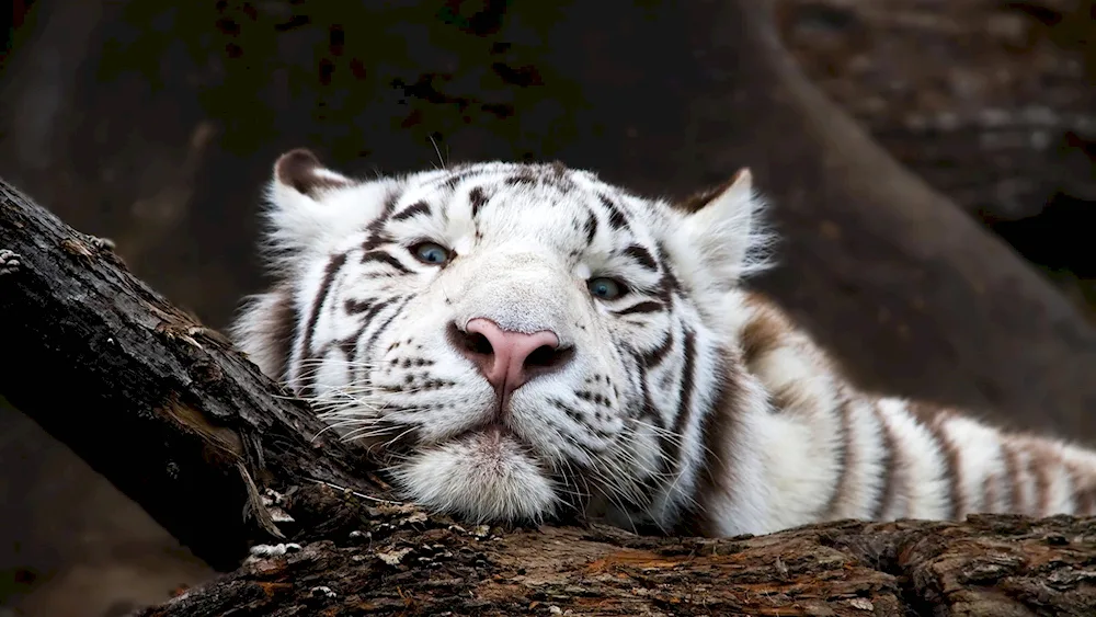 Albino lion