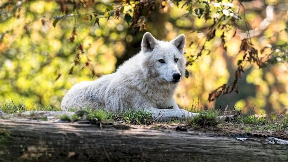 White wolf