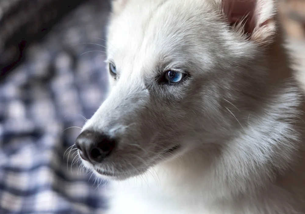 White Wolfhound with blue eyes