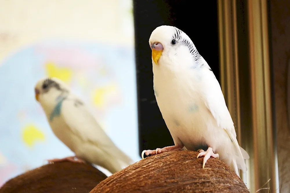 Albino parrot