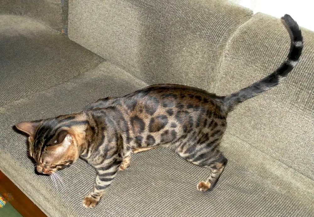 Bengal Brown