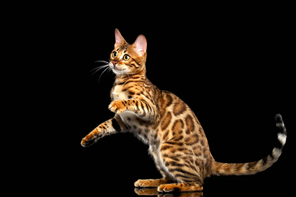 Bengal cat