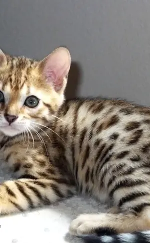 Bengal mestizo