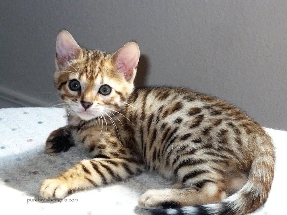 Bengal mestizo