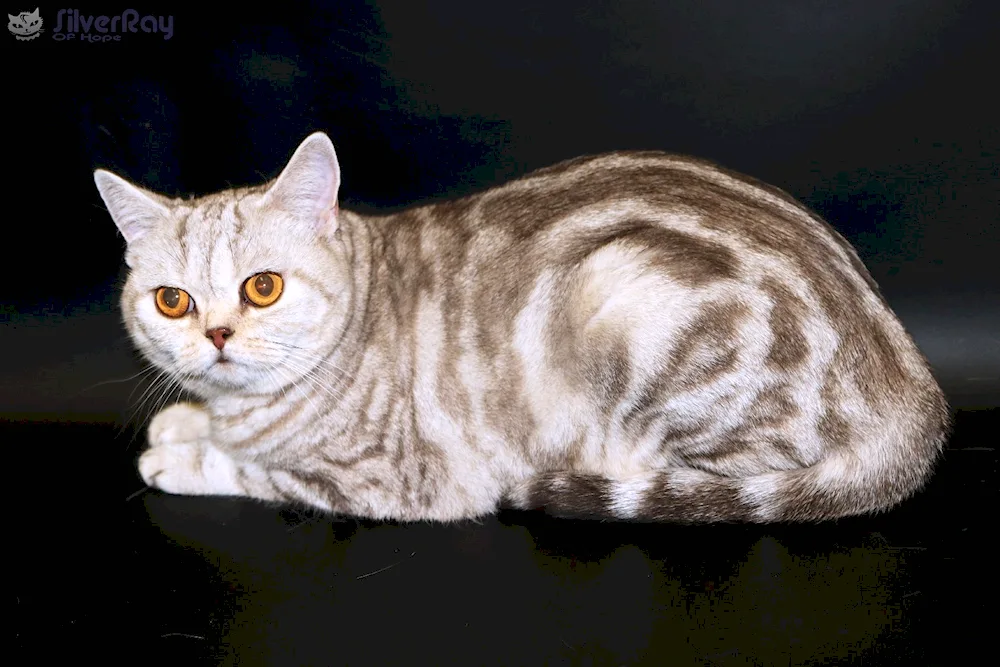 Scottish Straight Scottish kittensMarbled tabby britan