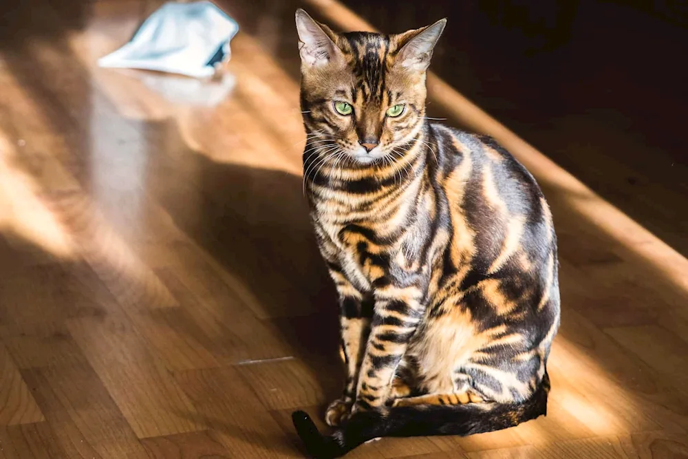 Bengal marble colour