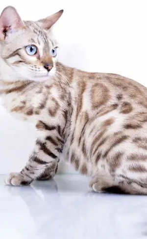 Bengal Snow Lynx