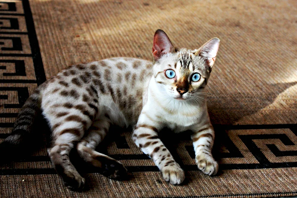 Bengal cat