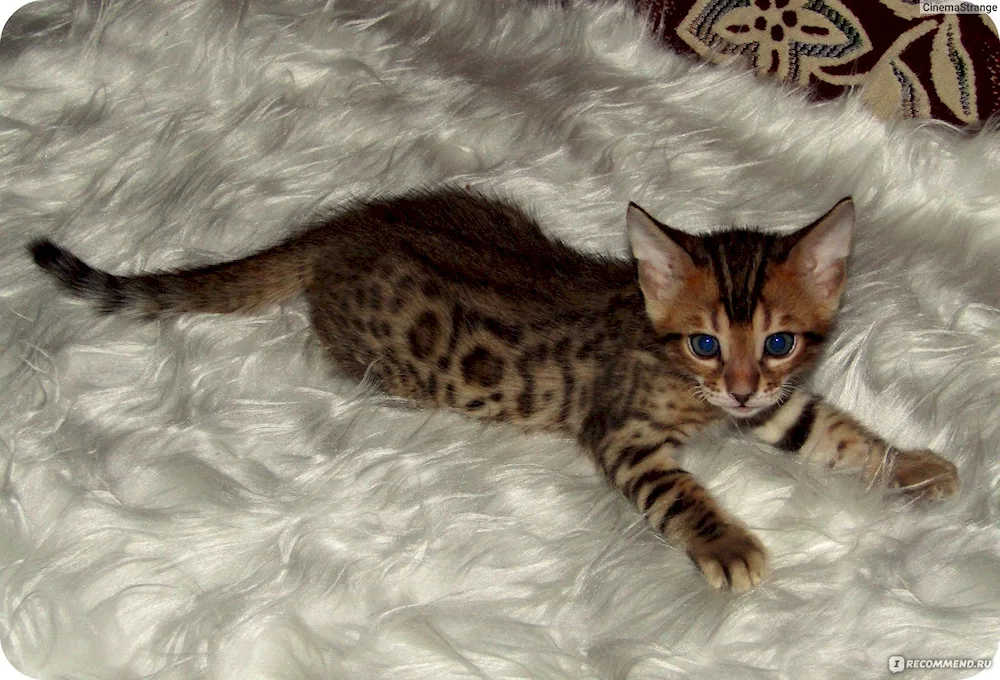 Bengal cat mestizo. Métis cat