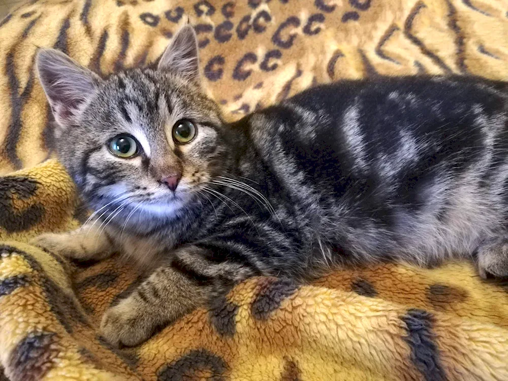 Bengal Brown tabby