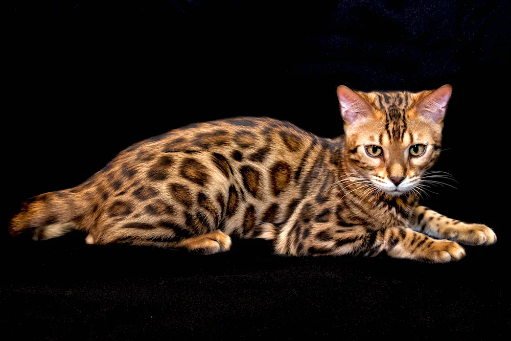 Bengal cat