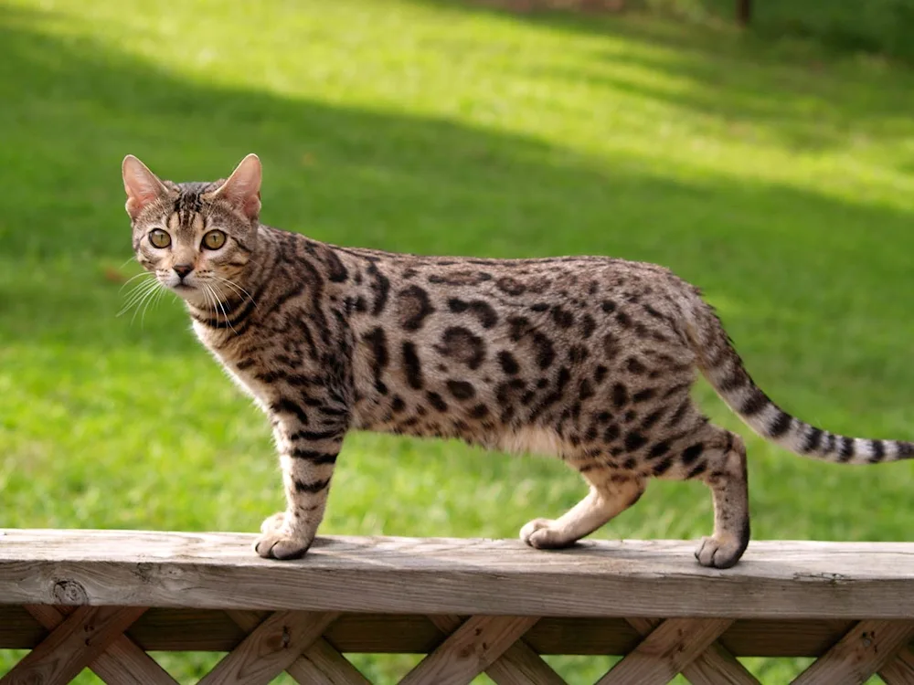 Bengal cat