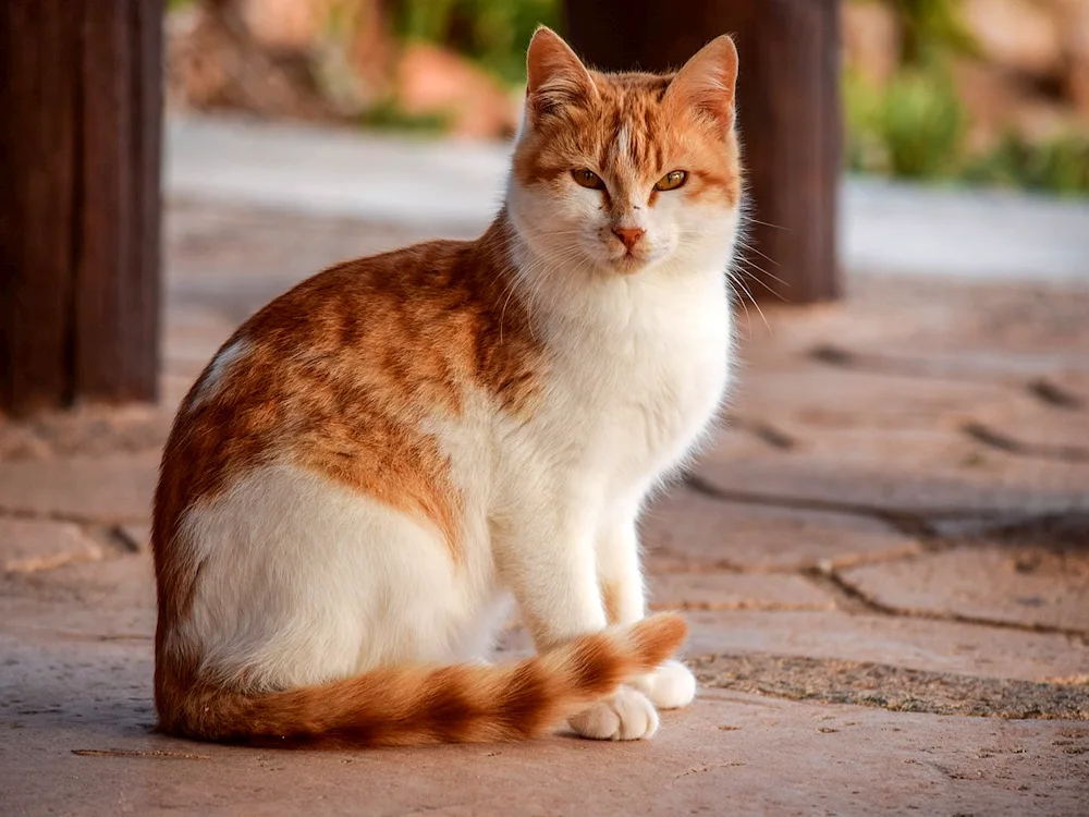 Bengal shorthair cat red