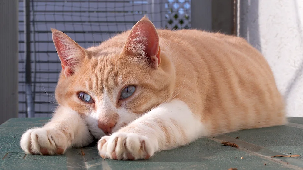 Bengal Shorthair cat red