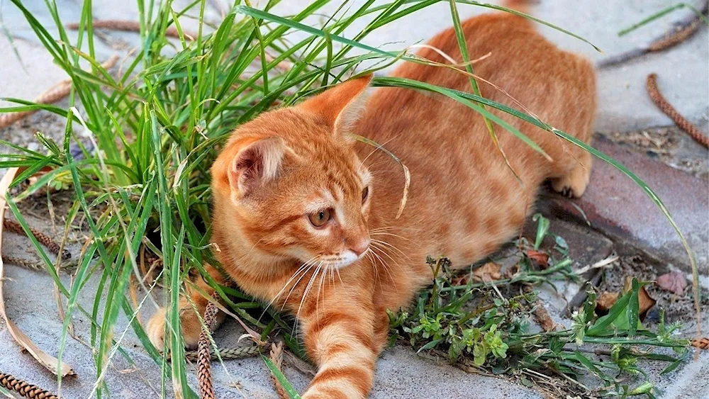 Siberian redheaded shorthair cat