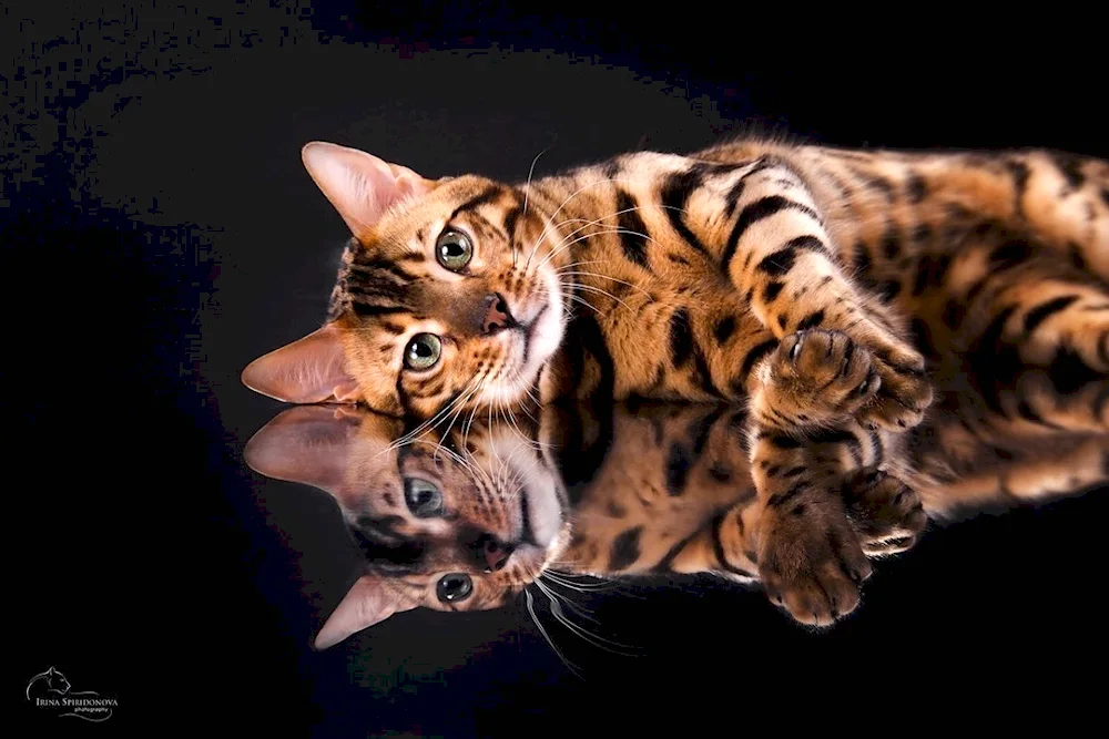 Bengal cat snow Bars