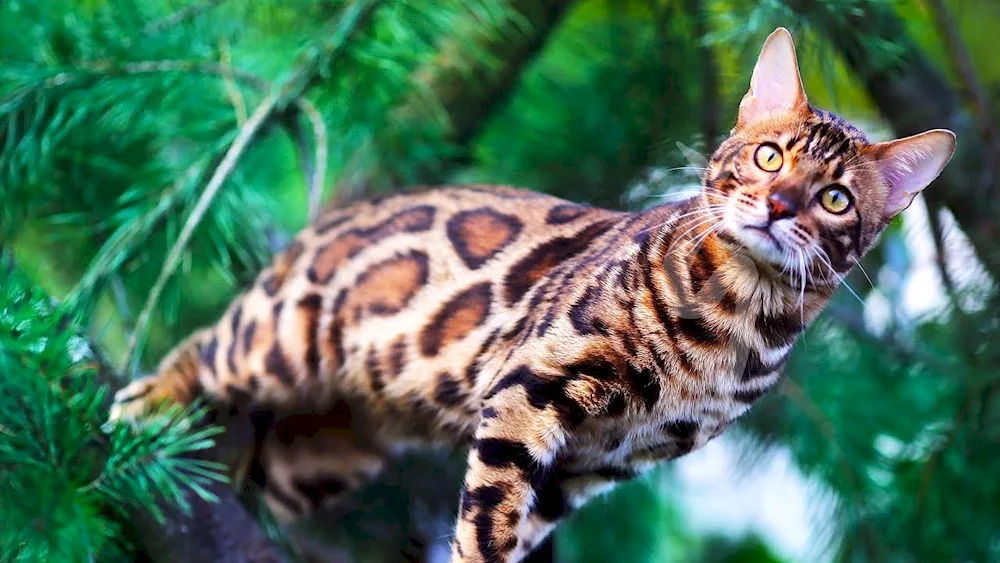 Bengal cat