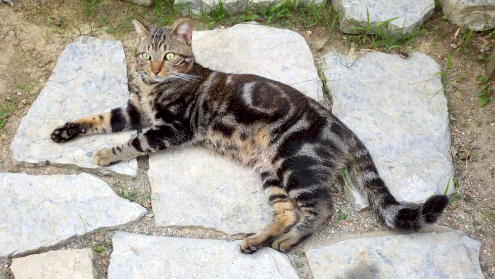 Bengal cat