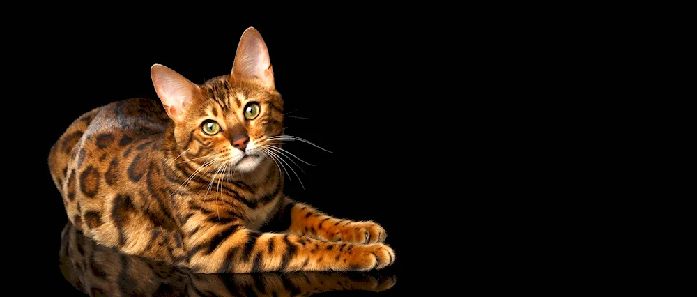 Bengal cat