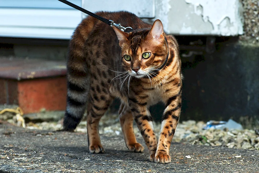 Bengal cat