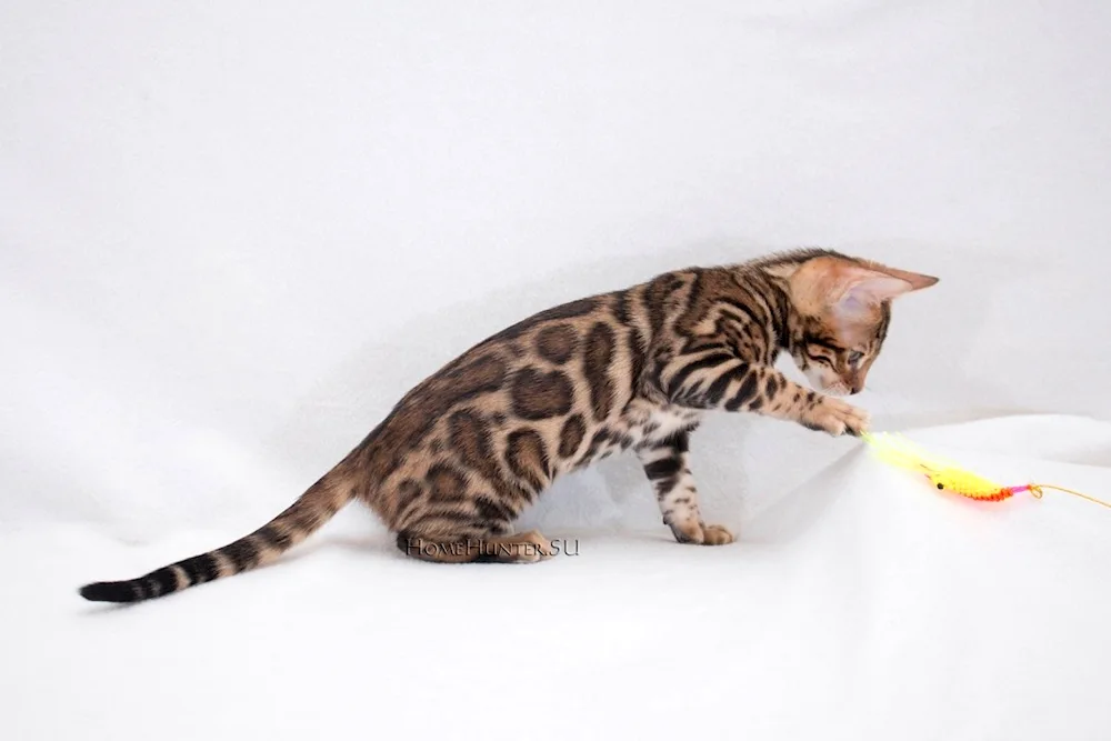 Bengal cat