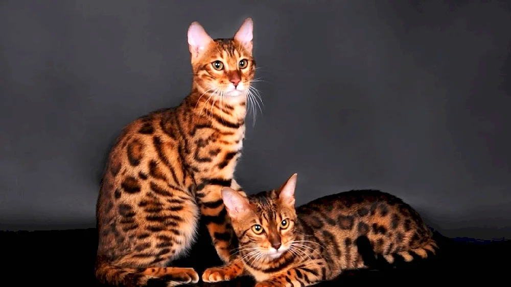 Bengal cat