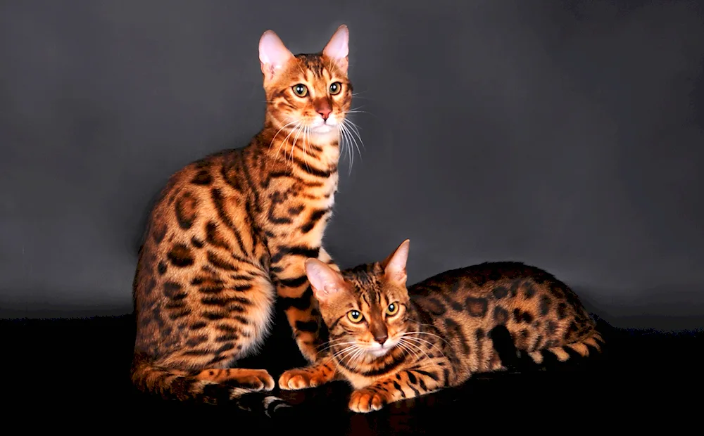 Bengal cat