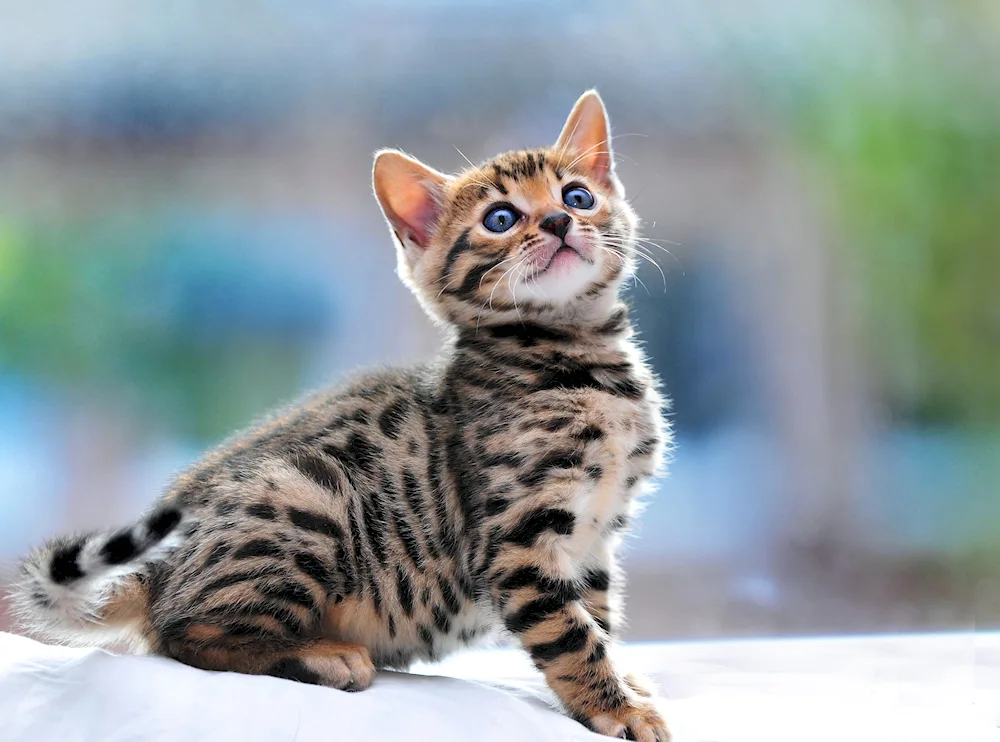 Bengal cat