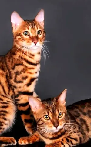 Bengal cat