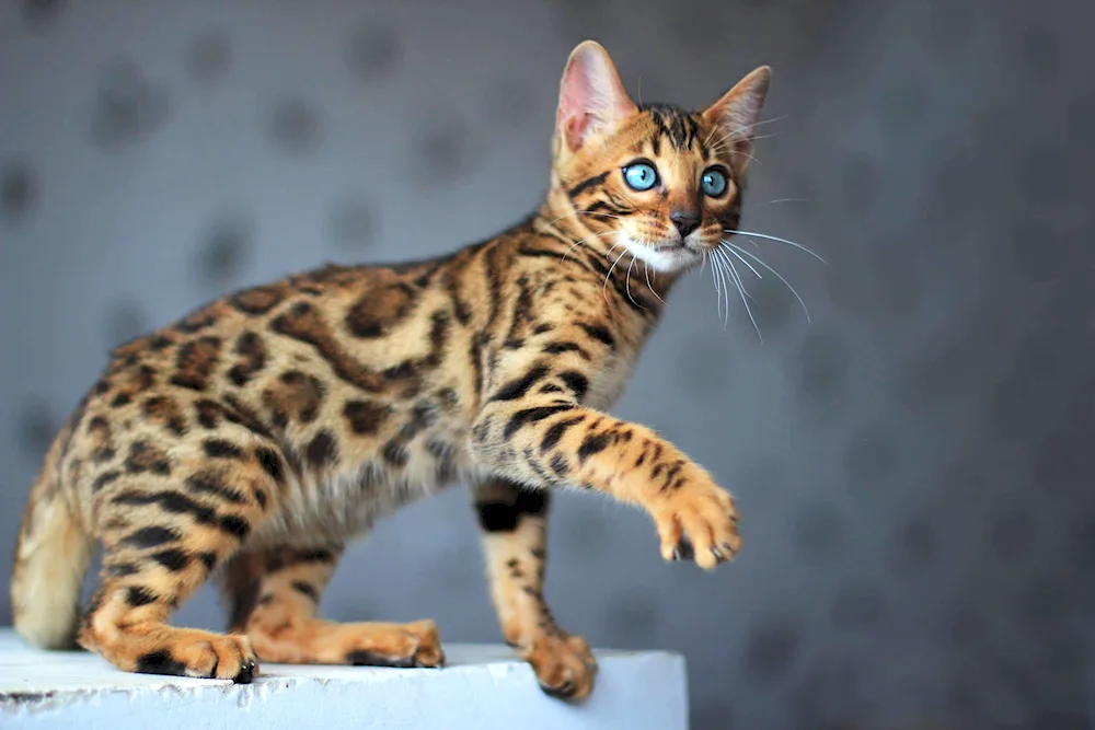 Bengal cat