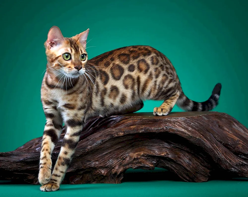 Bengal cat