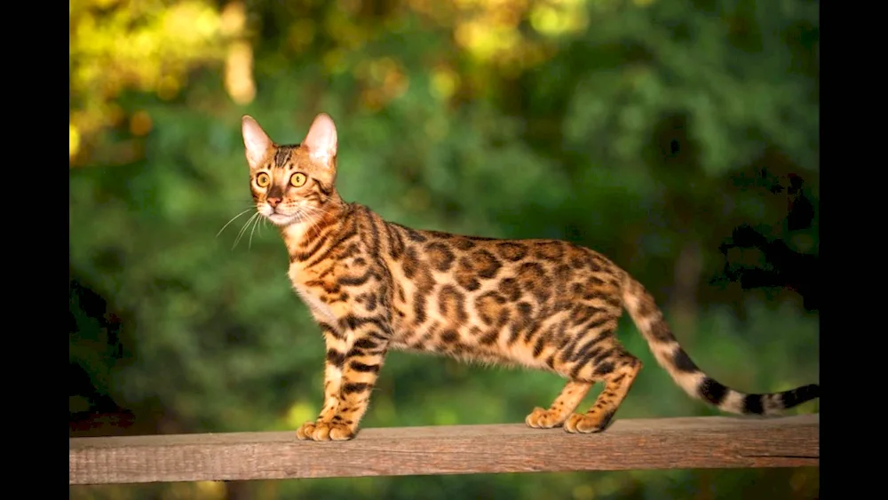 Bengal cat