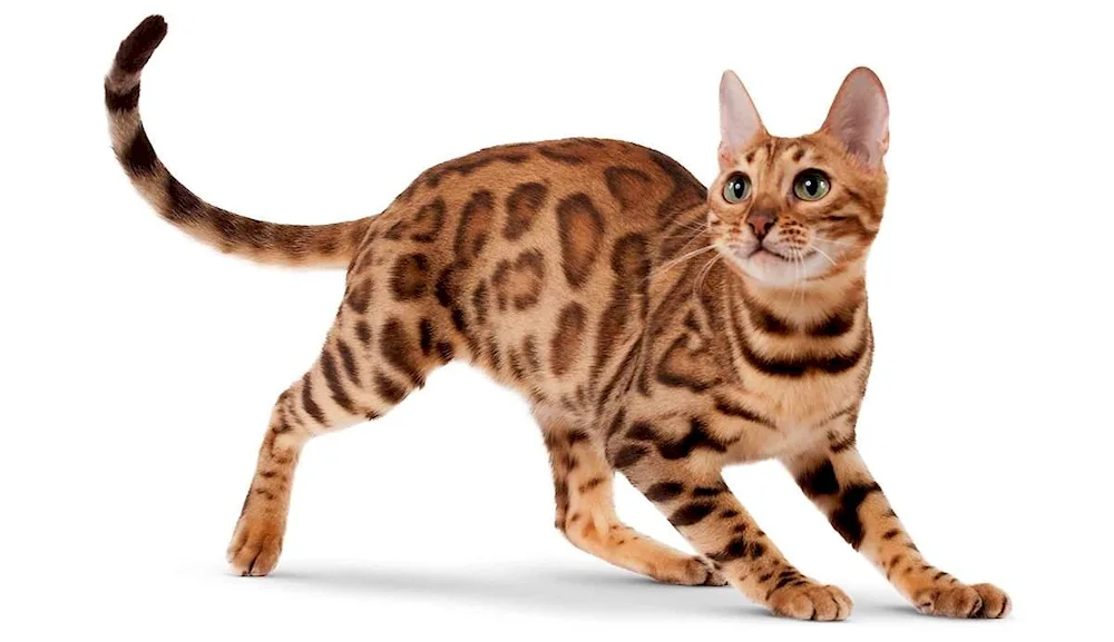 Bengal cat