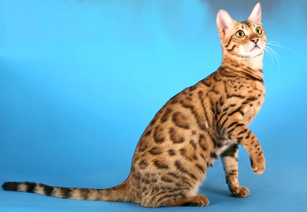 Bengal cat