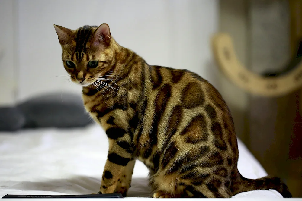 Bengal cat. cat