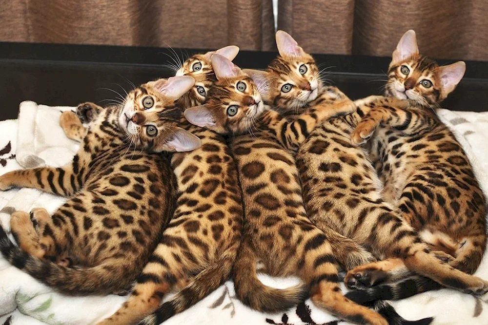 Bengal cat