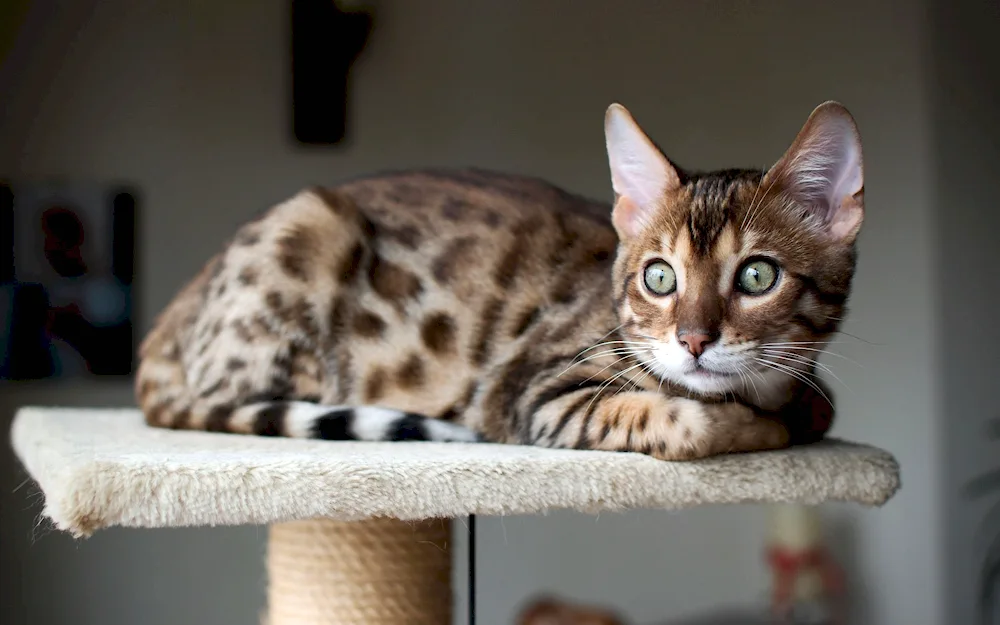 Bengal cat