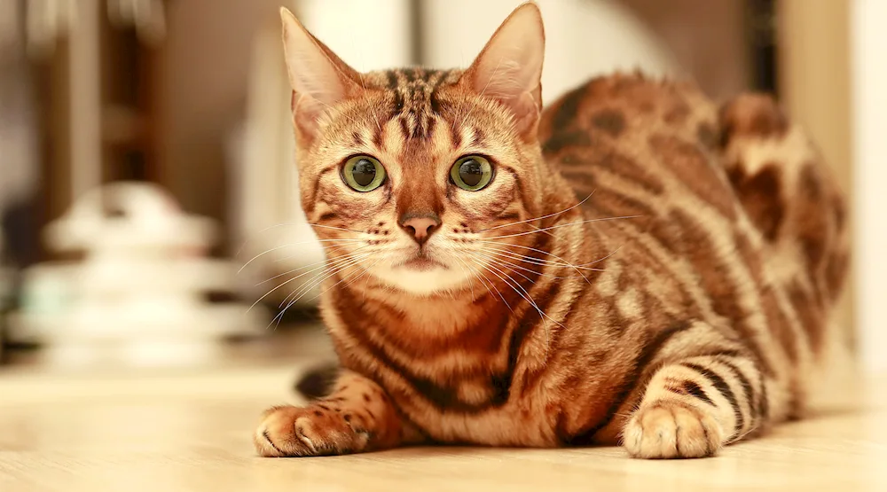 Bengal cat