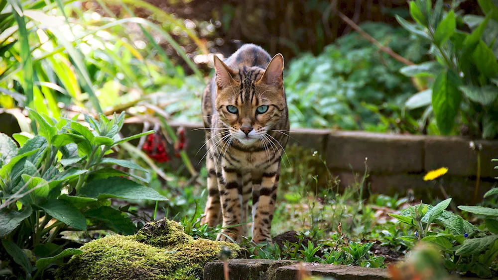 Bengal cat