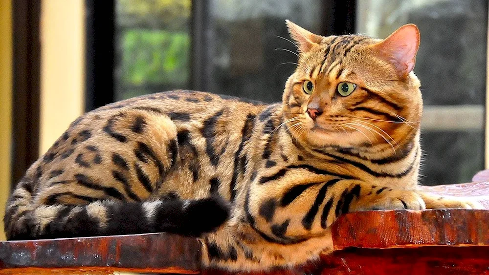 Toyger cat