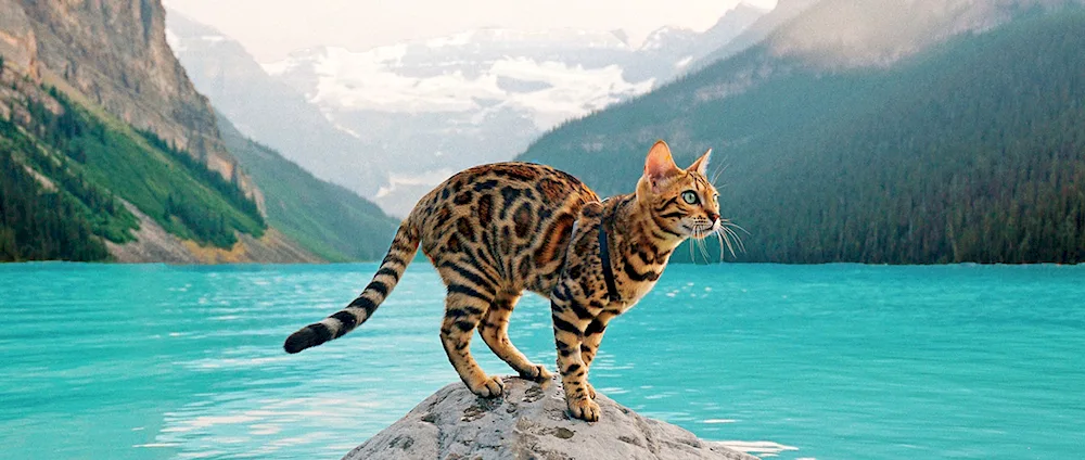 Bengal cat