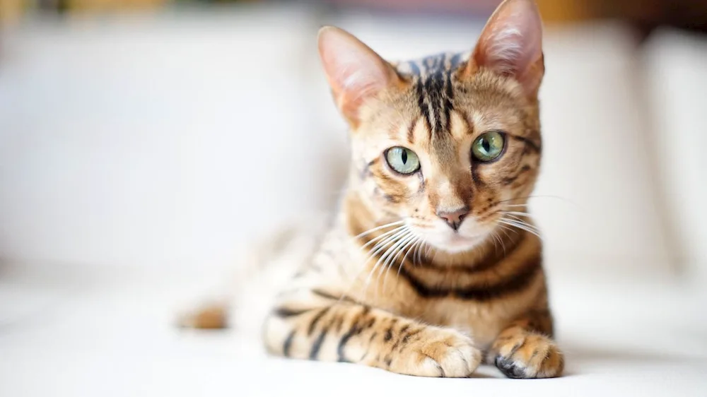 Bengal cat