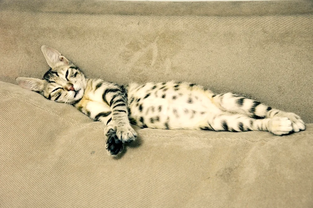 Bengal cat