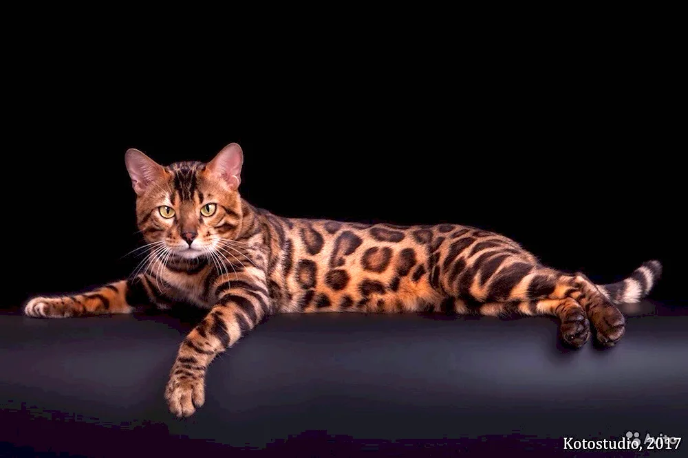 Bengal cat