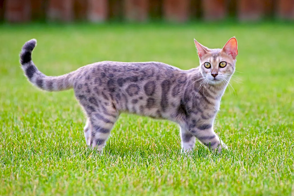 Bengal cat