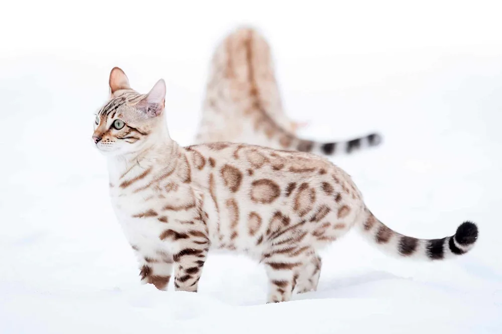 Bengal Snow Lynx cat