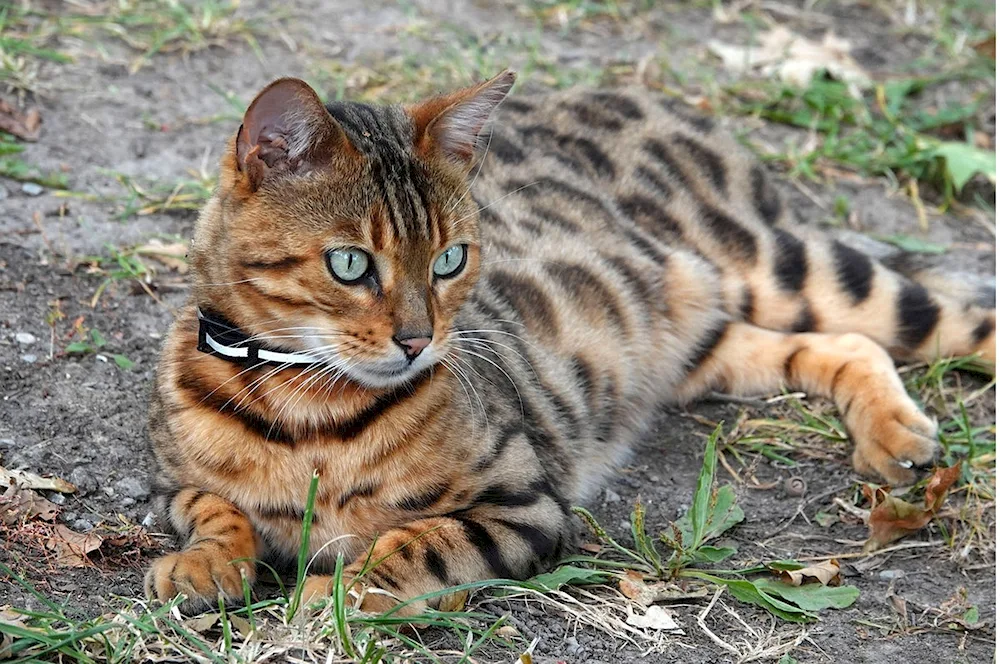 Bengal cat